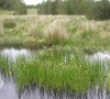 Болотница болотная - Изготовление искусственных прудов, ручьев и фонтанов AquaMasters, Екатеринбург