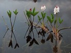 Вахта трехлистная - Изготовление искусственных прудов, ручьев и фонтанов AquaMasters, Екатеринбург