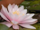 Marliaceae “Rosea”   - Изготовление искусственных прудов, ручьев и фонтанов AquaMasters, Екатеринбург
