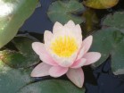 Marliaceae “Carnea”    - Изготовление искусственных прудов, ручьев и фонтанов AquaMasters, Екатеринбург