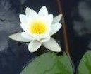 Nymphaea  alba - Изготовление искусственных прудов, ручьев и фонтанов AquaMasters, Екатеринбург