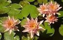 Nymphaea 'Aurora' - Изготовление искусственных прудов, ручьев и фонтанов AquaMasters, Екатеринбург