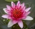 Nymphaea 'Charles de Meurville' - Изготовление искусственных прудов, ручьев и фонтанов AquaMasters, Екатеринбург