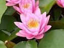 Nymphaea 'Fabiola' - Изготовление искусственных прудов, ручьев и фонтанов AquaMasters, Екатеринбург
