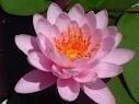 Nymphaea 'Firecrest' - Изготовление искусственных прудов, ручьев и фонтанов AquaMasters, Екатеринбург