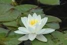 Nymphaea 'Gladstoniana' - Изготовление искусственных прудов, ручьев и фонтанов AquaMasters, Екатеринбург