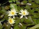 Nymphaea 'Pygmaea Helvola' - Изготовление искусственных прудов, ручьев и фонтанов AquaMasters, Екатеринбург
