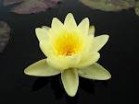 Nymphaea 'Marliacea Chromatella' - Изготовление искусственных прудов, ручьев и фонтанов AquaMasters, Екатеринбург