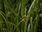 scirpus - Изготовление искусственных прудов, ручьев и фонтанов AquaMasters, Екатеринбург