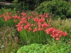 schizostylis coccinea - Изготовление искусственных прудов, ручьев и фонтанов AquaMasters, Екатеринбург