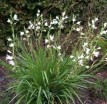 schizostylis coccinea белая - Изготовление искусственных прудов, ручьев и фонтанов AquaMasters, Екатеринбург
