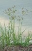 Сыть круглая - Изготовление искусственных прудов, ручьев и фонтанов AquaMasters, Екатеринбург