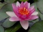 Nymphaea 'Laydekeri ' - Изготовление искусственных прудов, ручьев и фонтанов AquaMasters, Екатеринбург