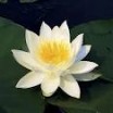 Nymphaea 'Marliacea Albida' - Изготовление искусственных прудов, ручьев и фонтанов AquaMasters, Екатеринбург