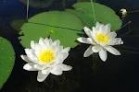 Nymphaea 'Pygmaea Alba' - Изготовление искусственных прудов, ручьев и фонтанов AquaMasters, Екатеринбург