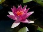Nymphaea 'Rene Gerard' - Изготовление искусственных прудов, ручьев и фонтанов AquaMasters, Екатеринбург