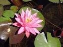 Nymphaea 'Rose Arey' - Изготовление искусственных прудов, ручьев и фонтанов AquaMasters, Екатеринбург