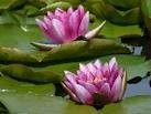 Nymphaea ' rosea nymphe' - Изготовление искусственных прудов, ручьев и фонтанов AquaMasters, Екатеринбург