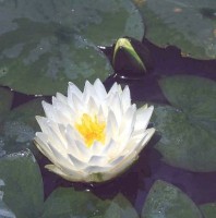Nymphaea “Madame W.Gonnore”  - Изготовление искусственных прудов, ручьев и фонтанов AquaMasters, Екатеринбург