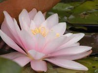 Marliaceae “Rosea”   - Изготовление искусственных прудов, ручьев и фонтанов AquaMasters, Екатеринбург