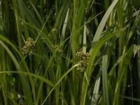 scirpus - Изготовление искусственных прудов, ручьев и фонтанов AquaMasters, Екатеринбург