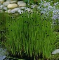 Ситник мечелистный - Изготовление искусственных прудов, ручьев и фонтанов AquaMasters, Екатеринбург