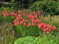 schizostylis coccinea - Изготовление искусственных прудов, ручьев и фонтанов AquaMasters, Екатеринбург