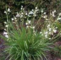 schizostylis coccinea белая - Изготовление искусственных прудов, ручьев и фонтанов AquaMasters, Екатеринбург