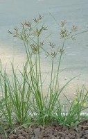 Сыть круглая - Изготовление искусственных прудов, ручьев и фонтанов AquaMasters, Екатеринбург