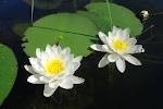 Nymphaea 'Pygmaea Alba' - Изготовление искусственных прудов, ручьев и фонтанов AquaMasters, Екатеринбург