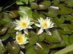 Nymphaea 'Pygmaea Helvola' - Изготовление искусственных прудов, ручьев и фонтанов AquaMasters, Екатеринбург