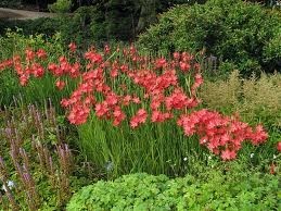 schizostylis coccinea - Изготовление искусственных прудов, ручьев и фонтанов AquaMasters, Екатеринбург