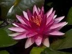 Nymphaea 'Conqueror' - Изготовление искусственных прудов, ручьев и фонтанов AquaMasters, Екатеринбург