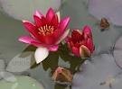Nymphaea 'Pygmaea Rubra' - Изготовление искусственных прудов, ручьев и фонтанов AquaMasters, Екатеринбург