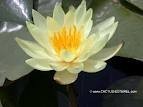 Nymphaea 'Sulphurea' - Изготовление искусственных прудов, ручьев и фонтанов AquaMasters, Екатеринбург
